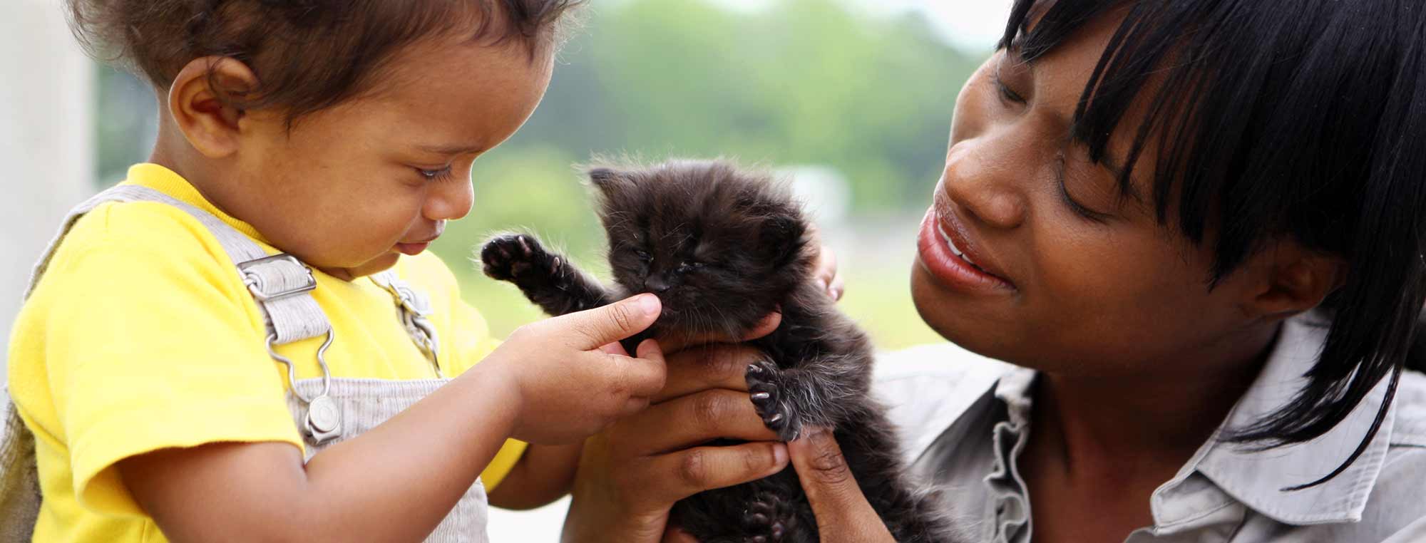 Woman and toddler playing with a kitten