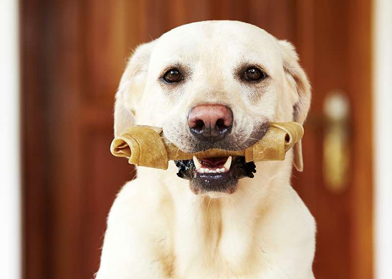Dog holding a bone in its mouth