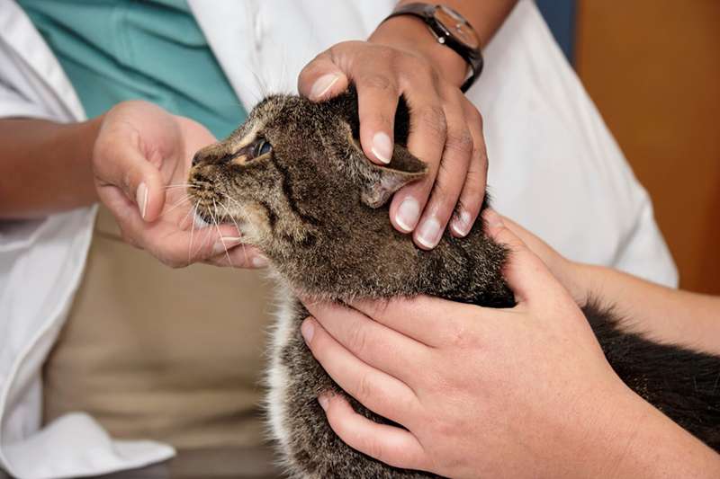 elder cat vet visit