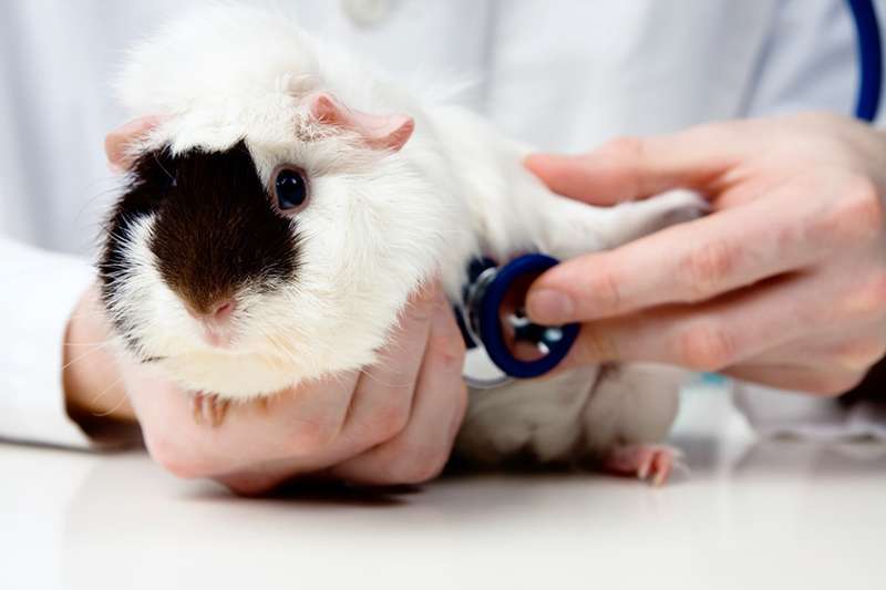exotic pet exam