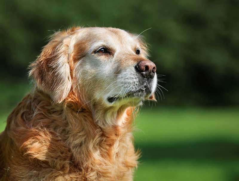 golden retriever dog
