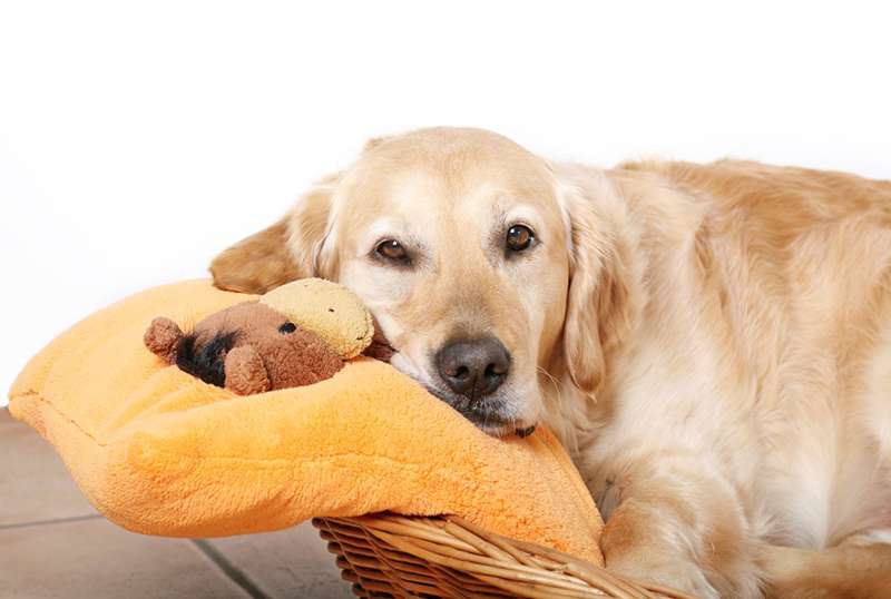 pet boarding resting dog