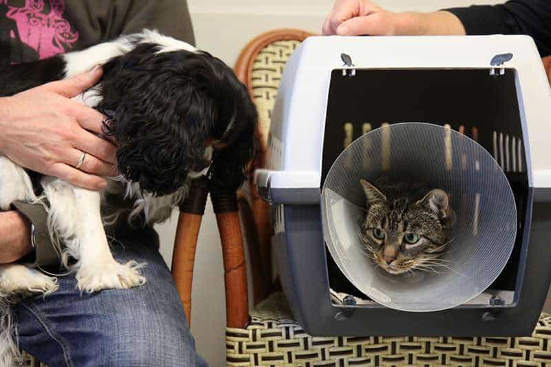 The Colony TX Veterinarian