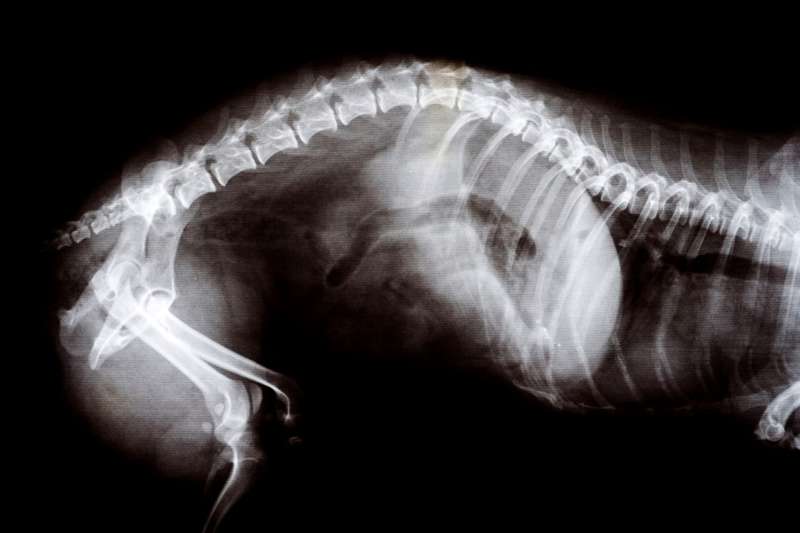 veterinary cat x-ray